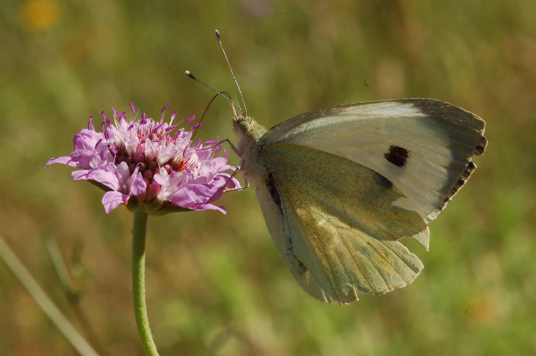 Butterflies 2